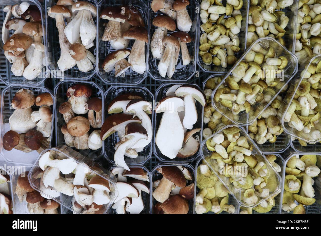Mushrooms seller with penny buns (Boletus edulis), parasol mushrooms (Macrolepiota procera) and Tricholoma equestre (man on horseback or yellow knight) is seen on Green Market in Sopot, Poland on 4 October 2019 In recent days, Polish forests have been swarming with mushroom pickers. The favorable weather caused favorable conditions for the growth of a large number of edible mushrooms (Photo by Michal Fludra/NurPhoto) Stock Photo
