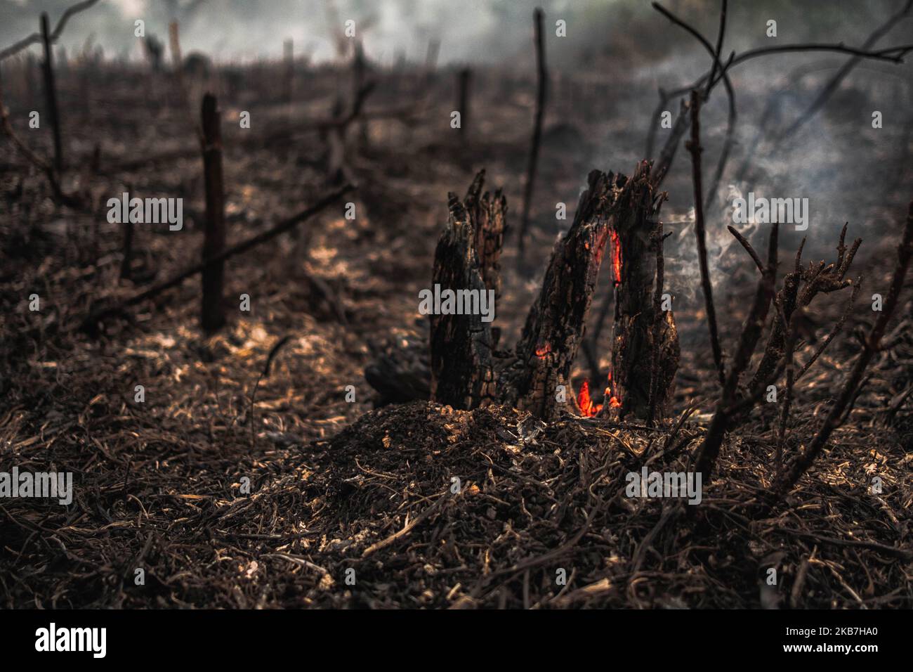 A peat land fire is seen at Rumbai Pesisir village Pekanbaru, Riau,  Indonesia, on October. 04, 2019 During Indonesia's annual dry season,  hundreds of fires are often illegally ignited to clear forests