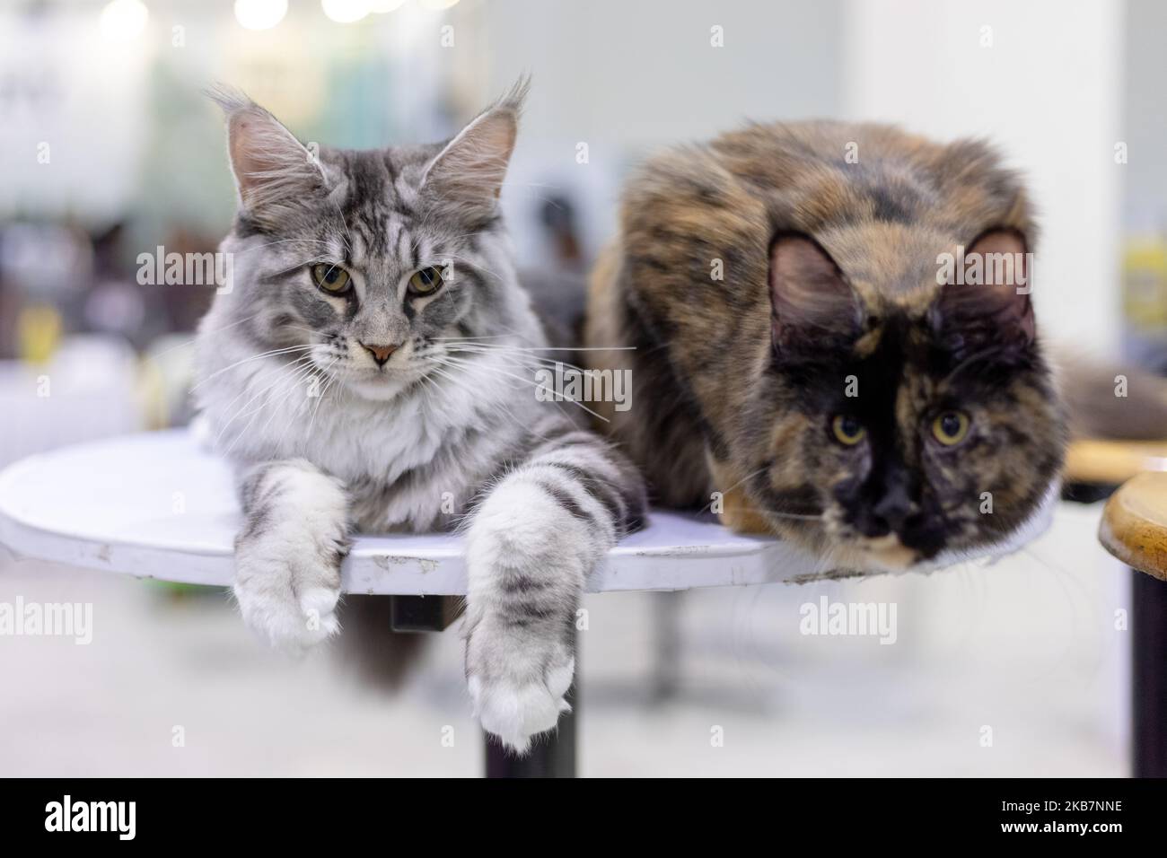 Matrade Exhibition Maine Coon cats participates in the Ekspo Kucing Cat Show at MATRADE ...