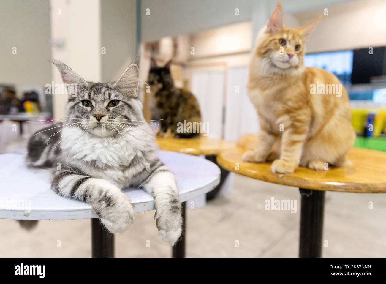 Matrade Exhibition Maine Coon cats participates in the Ekspo Kucing Cat Show at MATRADE ...