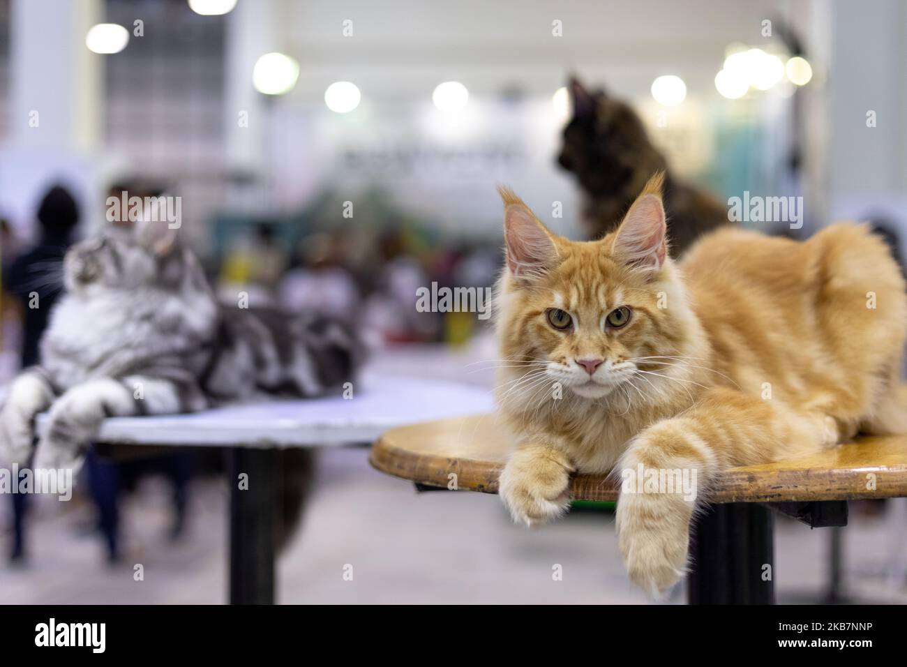 Matrade Exhibition Maine Coon cats participates in the Ekspo Kucing Cat Show at MATRADE ...