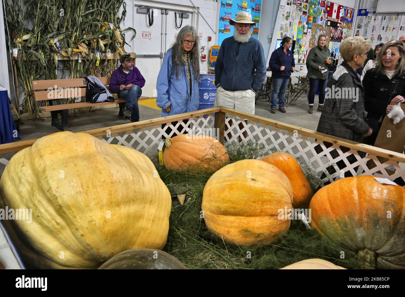 Giant pumpkins on display including one weighing 479lbs during the 175th Markham Agricultural Fair in Markham, Ontario, Canada, on October 05, 2019. (Photo by Creative Touch Imaging Ltd./NurPhoto) Stock Photo