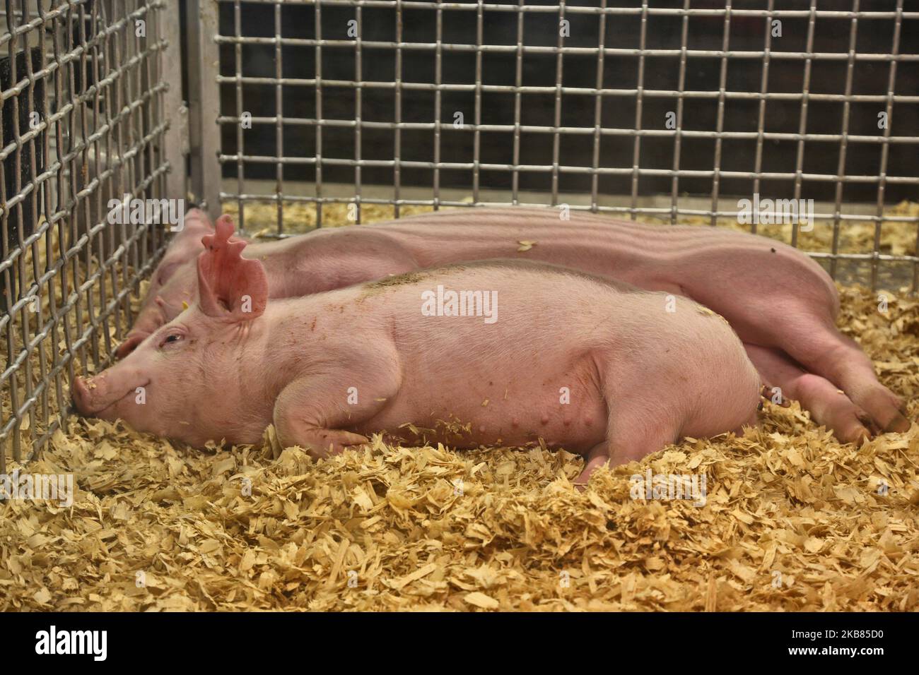 Pigs displayed during the 175th Markham Agricultural Fair in Markham, Ontario, Canada, on October 05, 2019. (Photo by Creative Touch Imaging Ltd./NurPhoto) Stock Photo