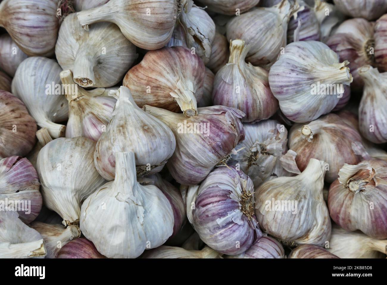 Fresh garlic being sold during the 175th Markham Agricultural Fair in Markham, Ontario, Canada, on October 05, 2019. (Photo by Creative Touch Imaging Ltd./NurPhoto) Stock Photo