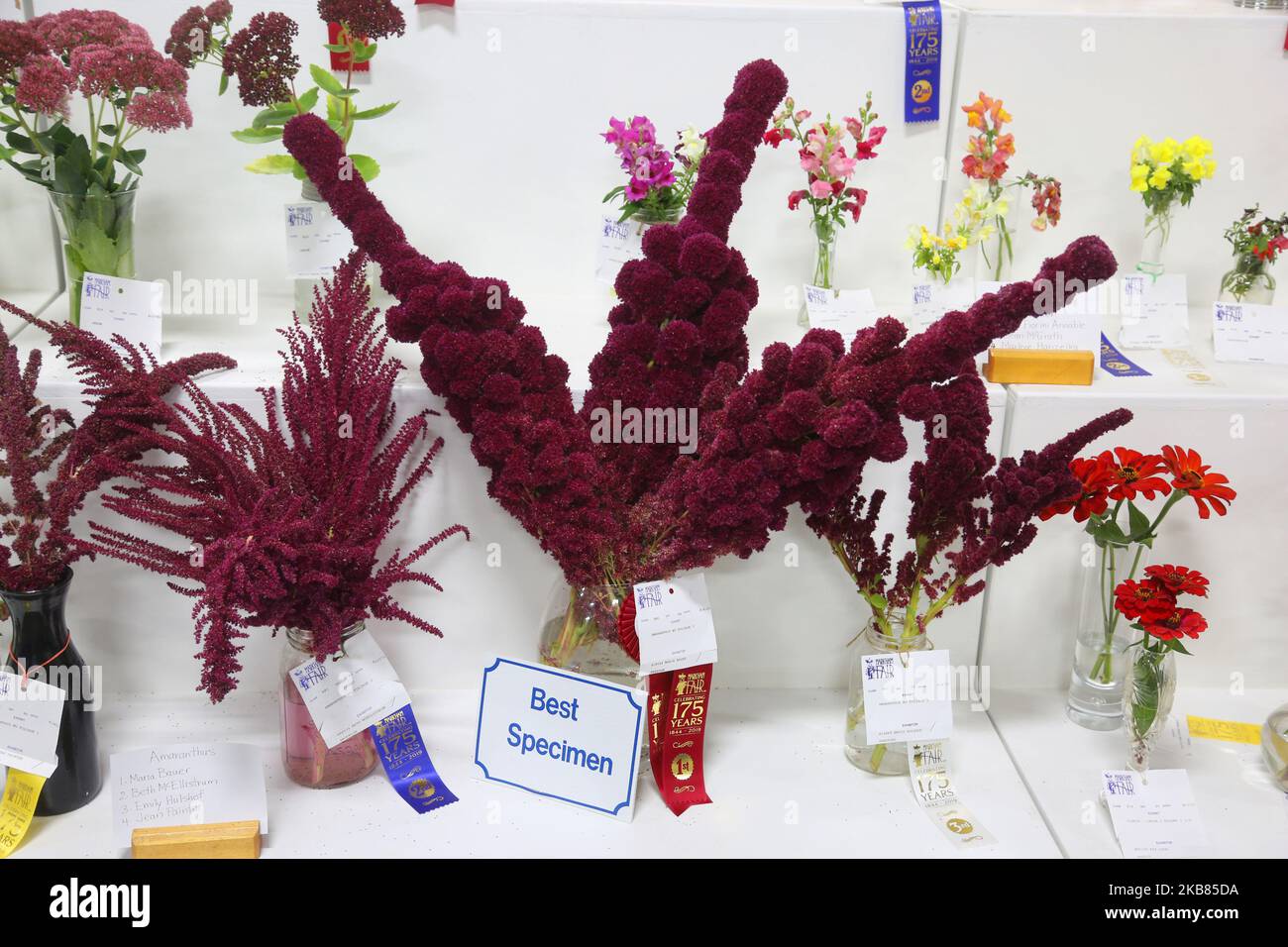 Flowers displayed during the 175th Markham Agricultural Fair in Markham, Ontario, Canada, on October 05, 2019. (Photo by Creative Touch Imaging Ltd./NurPhoto) Stock Photo