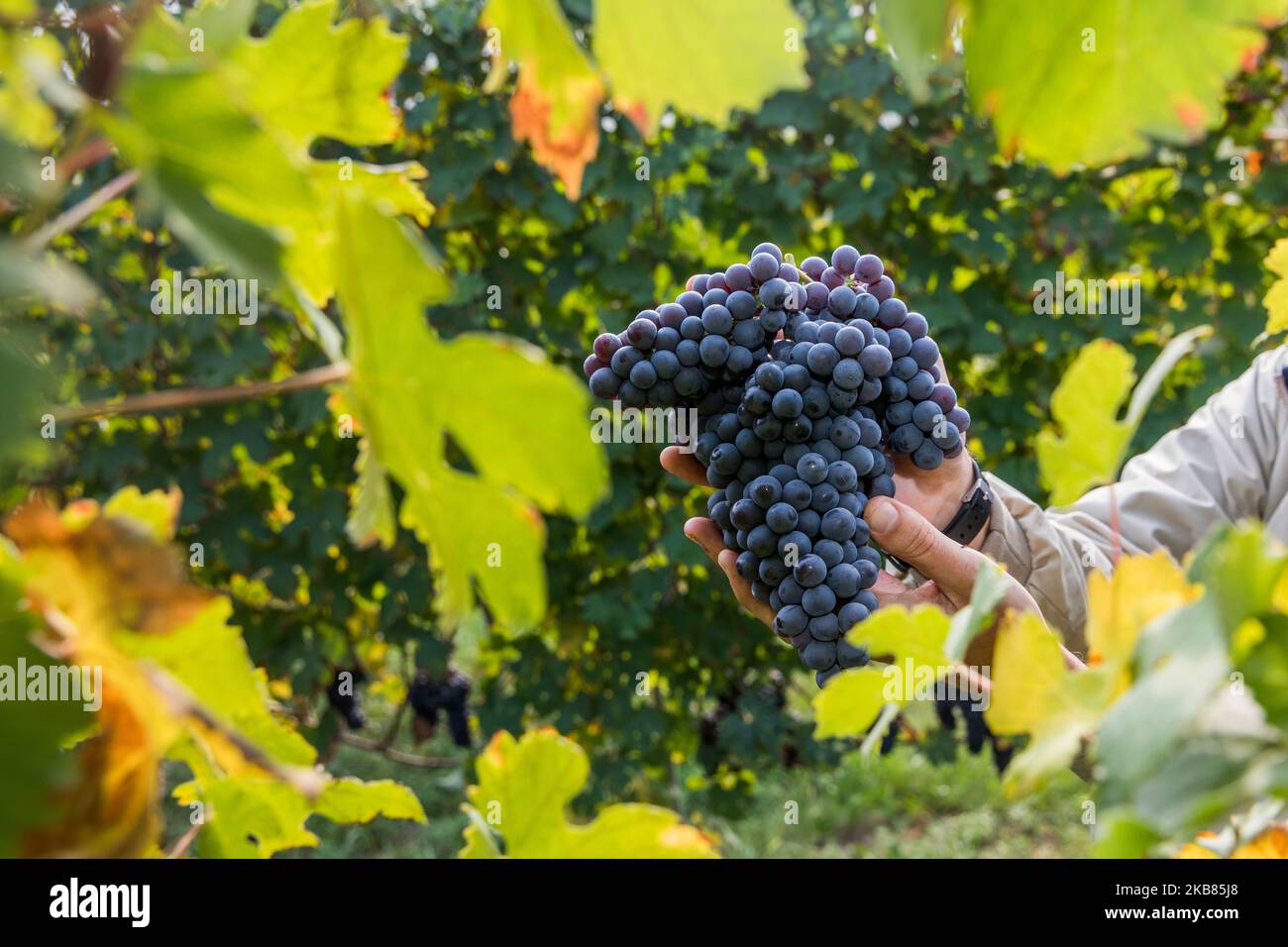Nebbiolo grapes, which are used to make Barolo wine, during the harvest