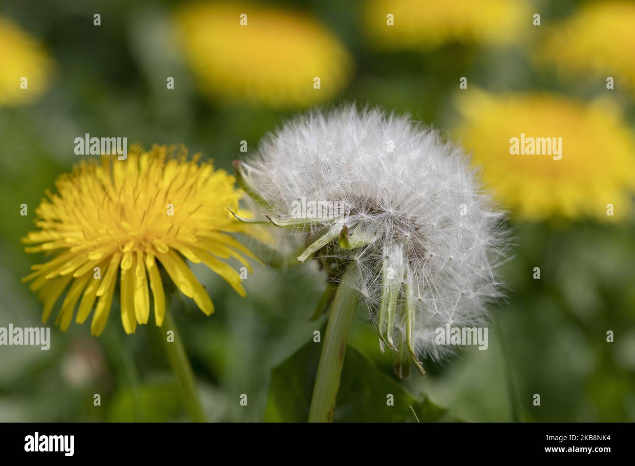 Common perennial broadleaf weed hi-res stock photography and images - Alamy