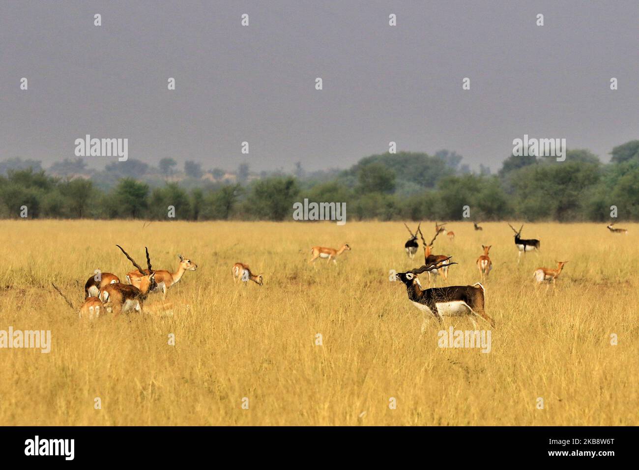 Black bucks herd hi-res stock photography and images - Alamy