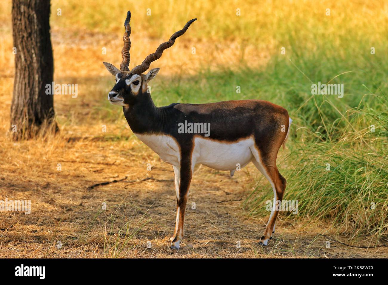 Black buck at Tal Chhapar Sanctuary in Churu district of Rajasthan, India, Oct 21,2019.Tal Chhapar Sanctuary it is known for black bucks and is also home to a variety of birds. The sanctuary is 210 km from Jaipur on the fringe of the Great Indian Desert and situated on road from Ratangarh to Sujangarh. The Tal Chhapar sanctuary lies in the Sujangarh Tehsil of Churu District.(Photo By Vishal Bhatnagar/NurPhoto) (Photo by Vishal Bhatnagar/NurPhoto) Stock Photo
