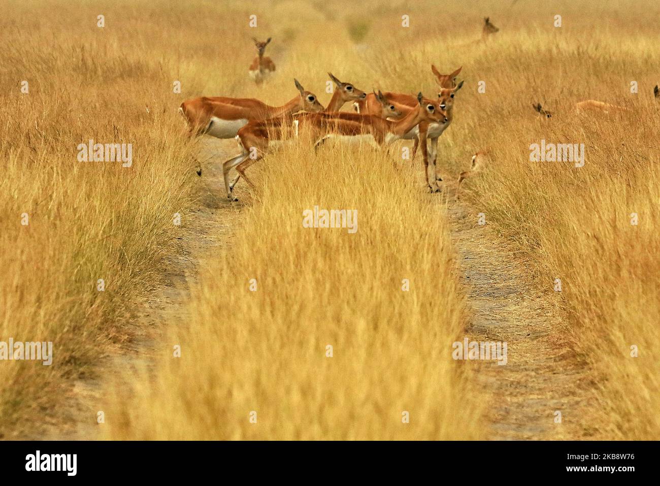 Black bucks herd at Tal Chhapar Sanctuary in Churu district of Rajasthan, India, Oct 21,2019.Tal Chhapar Sanctuary it is known for black bucks and is also home to a variety of birds. The sanctuary is 210 km from Jaipur on the fringe of the Great Indian Desert and situated on road from Ratangarh to Sujangarh. The Tal Chhapar sanctuary lies in the Sujangarh Tehsil of Churu District.(Photo By Vishal Bhatnagar/NurPhoto) (Photo by Vishal Bhatnagar/NurPhoto) Stock Photo