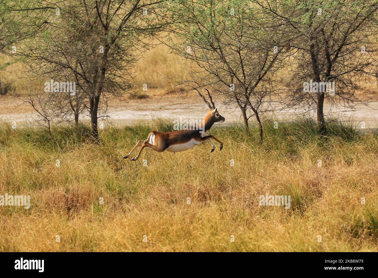 Black buck jump at Tal Chhapar Sanctuary in Churu district of Rajasthan