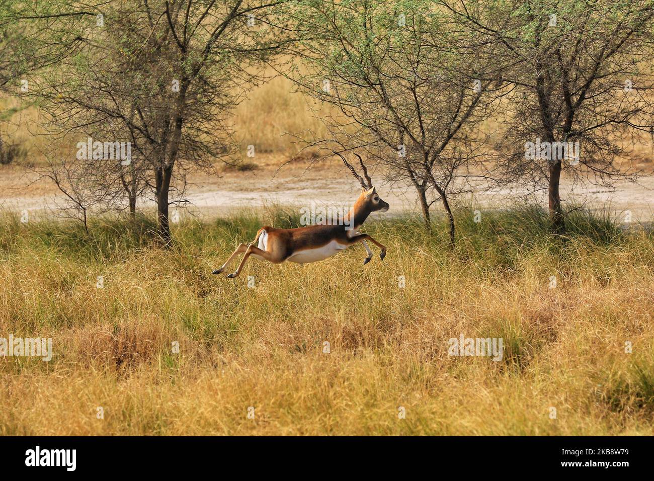 Black buck jump at Tal Chhapar Sanctuary in Churu district of Rajasthan, India, Oct 21,2019.Tal Chhapar Sanctuary it is known for black bucks and is also home to a variety of birds. The sanctuary is 210 km from Jaipur on the fringe of the Great Indian Desert and situated on road from Ratangarh to Sujangarh. The Tal Chhapar sanctuary lies in the Sujangarh Tehsil of Churu District.(Photo By Vishal Bhatnagar/NurPhoto) (Photo by Vishal Bhatnagar/NurPhoto) Stock Photo