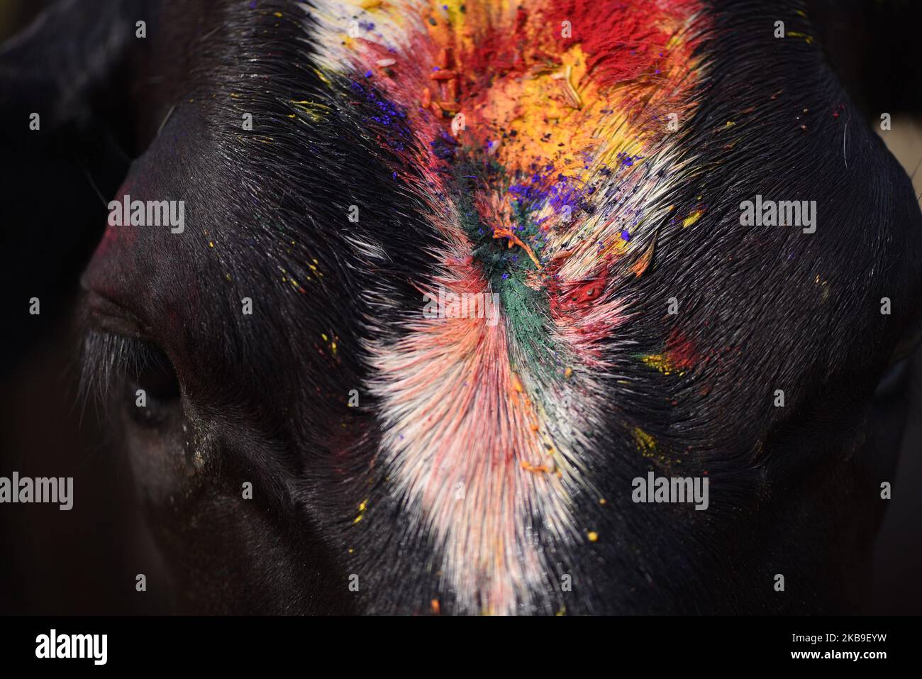 A close up view of patterns of colors in head of a cow during Tihar or Deepawali and Diwali celebrations at Kathmandu, Nepal on Monday, October 28, 2019. Tihar is a hindu festival celebrated in Nepal for 5 days. Cows are considered to be the incarnation of the Hindu god of wealth, Lord Laxmi. Nepalese devotees decorate the cows with marigold flower garlands and colored powders and offer the cows fresh fruits and vegetables. (Photo by Narayan Maharjan/NurPhoto) Stock Photo