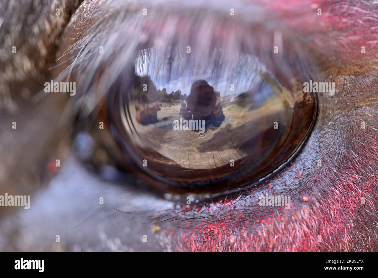 A close up view of eye with colors of a cow during Tihar or Deepawali and Diwali celebrations at Kathmandu, Nepal on Monday, October 28, 2019. Tihar is a hindu festival celebrated in Nepal for 5 days. Cows are considered to be the incarnation of the Hindu god of wealth, Lord Laxmi. Nepalese devotees decorate the cows with marigold flower garlands and colored powders and offer the cows fresh fruits and vegetables. (Photo by Narayan Maharjan/NurPhoto) Stock Photo