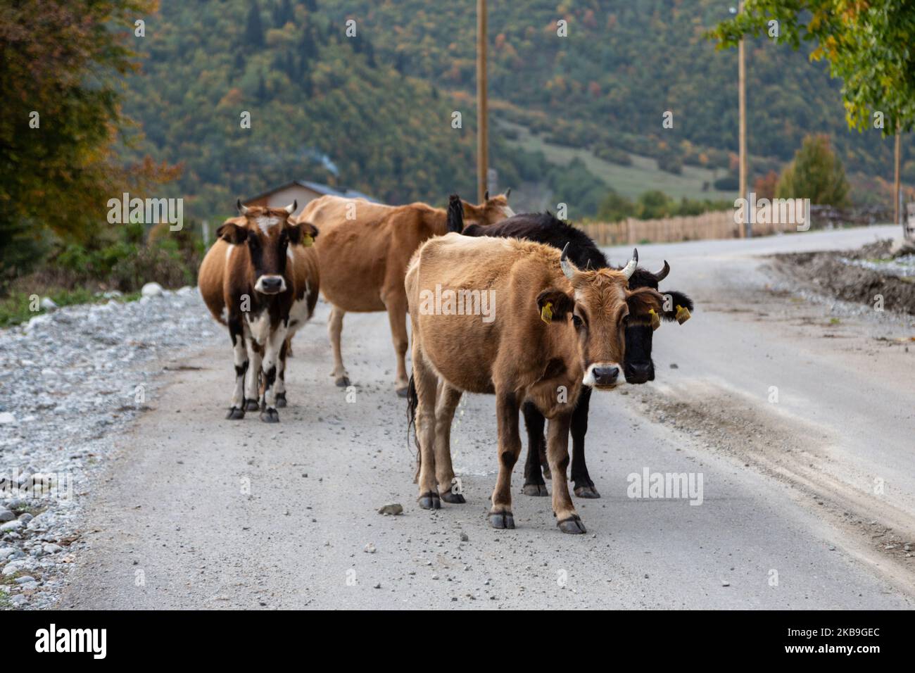 Free range bread cows walk on the streets near Mestia, the capital of Svaneti region of Georgia on September 27, 2019. Svaneti is situated in Central Caucasus Mountains surrounded by 3000-5000 peaks, it is inhabited by Svans, ethnic subgroup of Georgia. Farm animals are often bread fully free range and tend to wonder unaccompained on the streets of Georgia. (Photo by Dominika Zarzycka/NurPhoto) Stock Photo