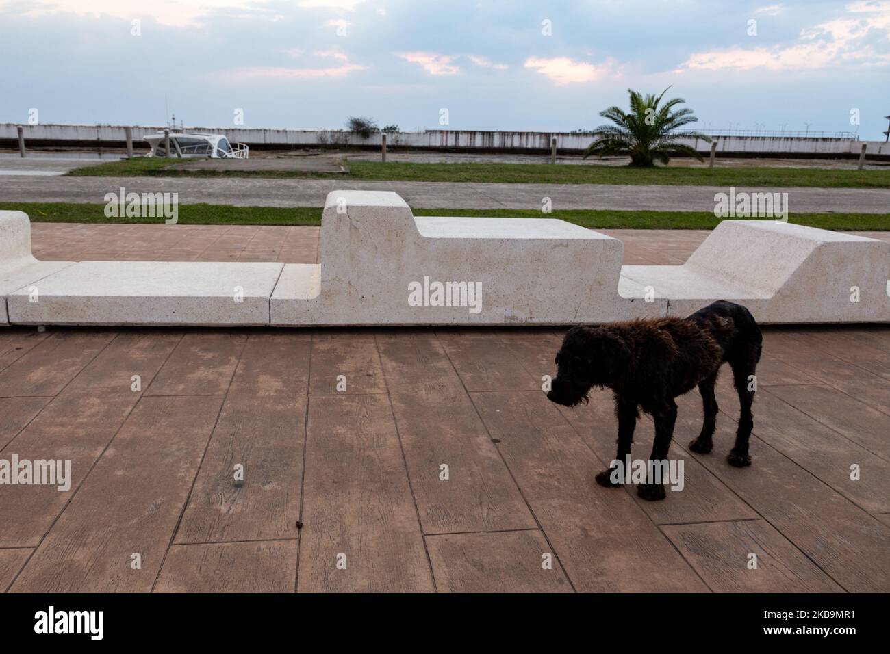 Homeless dog on an empty beaches of a resort town of Anaklia in north-west Georgia on October 3, 2019. Streets of a resort town are abandoned after summer season. (Photo by Dominika Zarzycka/NurPhoto) Stock Photo