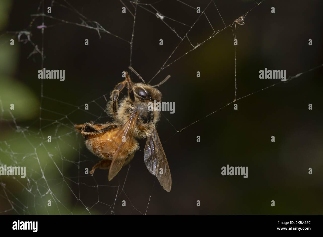 A honey bee trapped in a spider's web in a garden in Lincoln, New Zealand on November 05, 2019. The Earthwatch Institute concluded in the last debate of the Royal Geographical Society of London, that bees are the most important living being on the planet. However, bees have already entered into extinction risk according to scientists. (Photo by Sanka Vidanagama/NurPhoto) Stock Photo