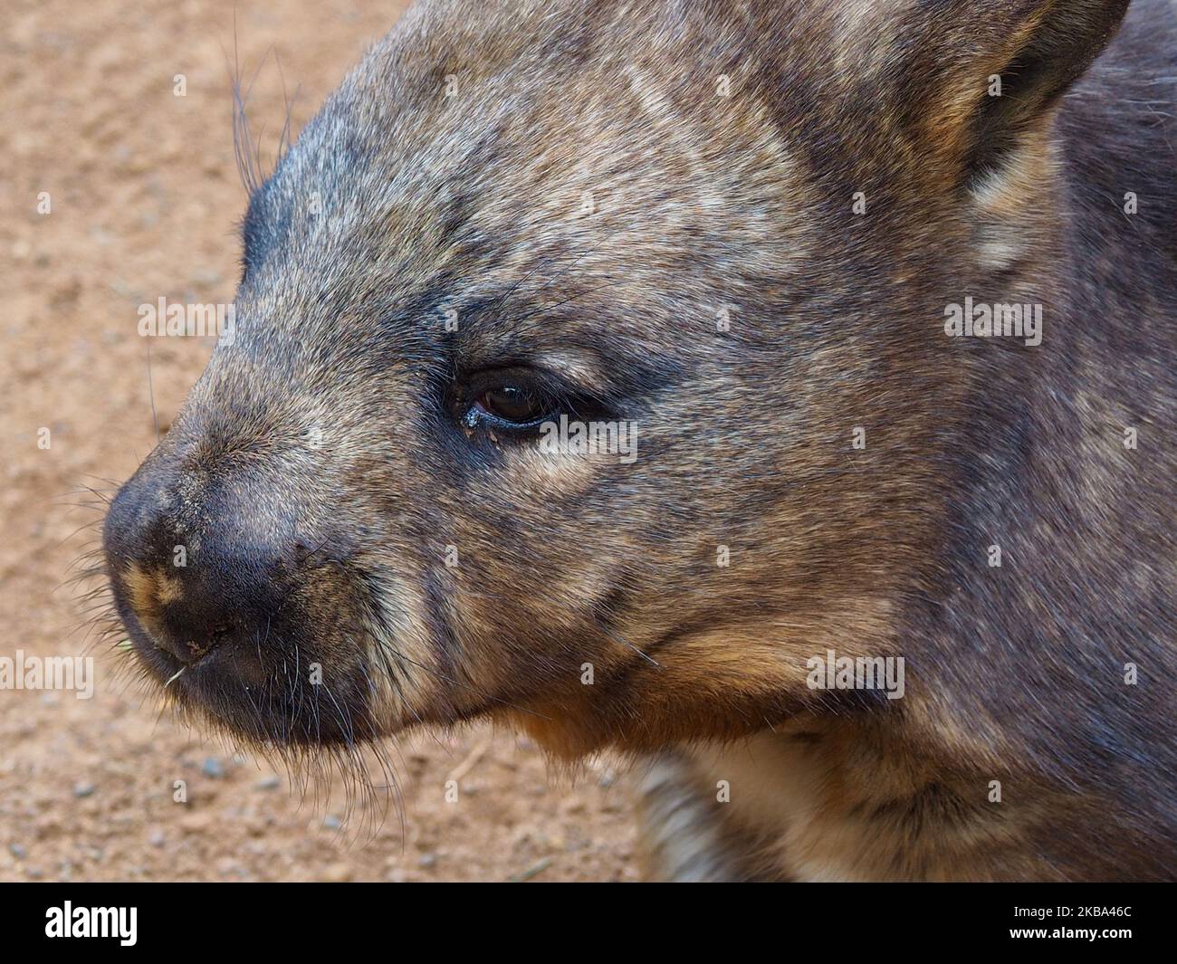 A closeup portrait of a handsome male Southern Hairy-nosed Wombat in natural beauty. Stock Photo