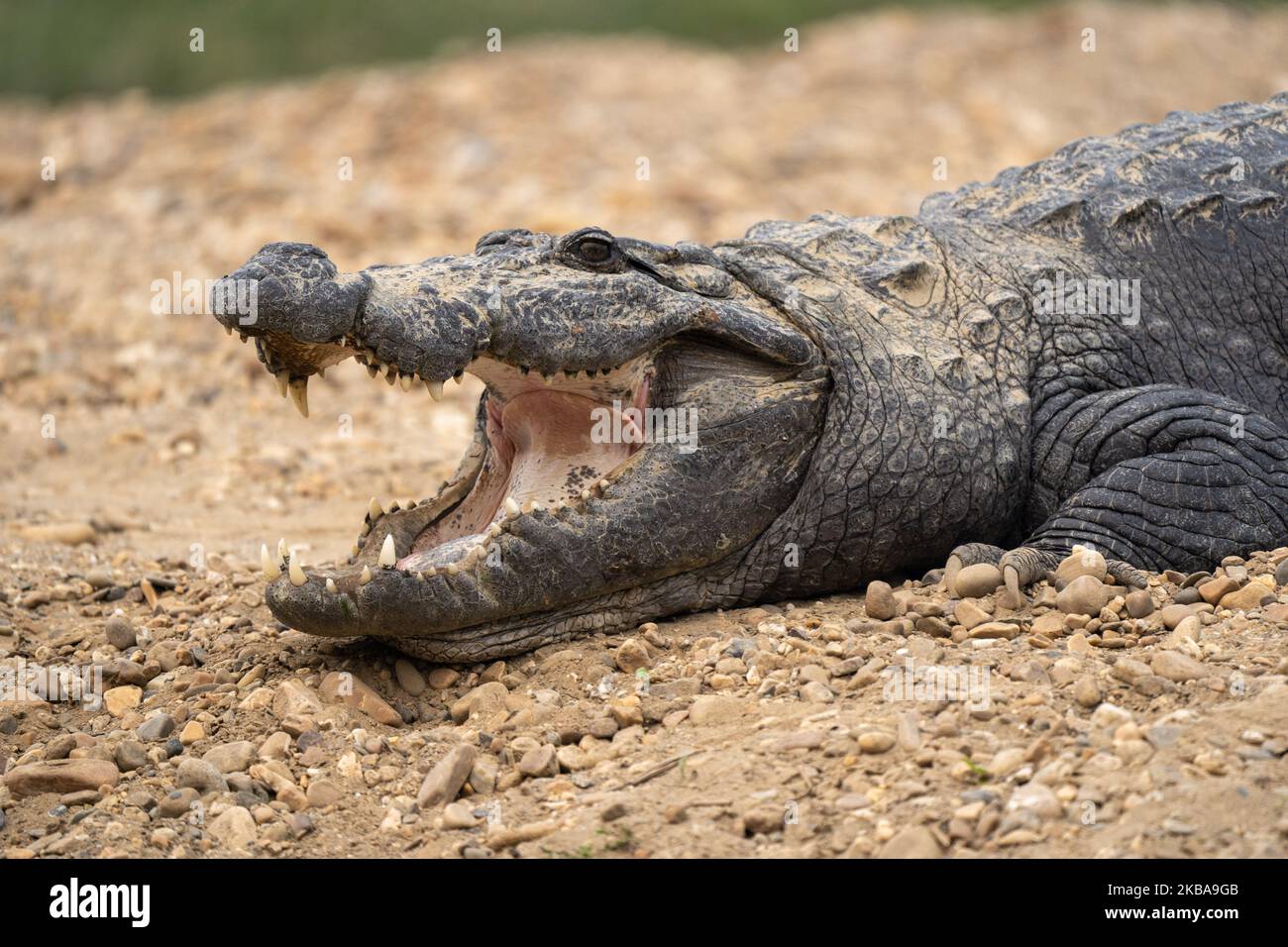 Crocodiles rock - The Mum Blog