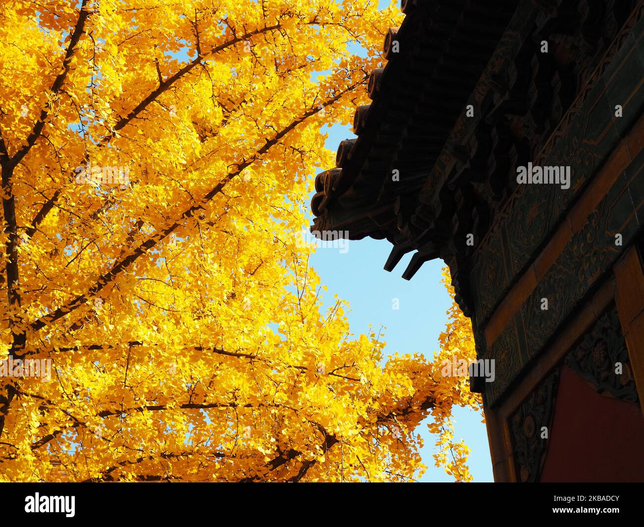Autmn Beijing The beautiful autumn scenery attracts tourists to see in the Forbidden ...
