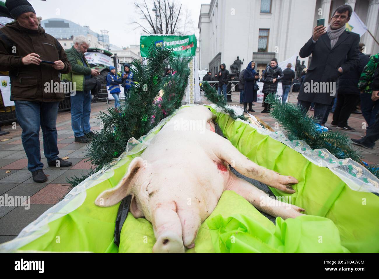 Protesters set up a coffin with a dead pig as a symbol of the death of the agricultural sector as a few hundred people protest against the eventual adoption of the land market bill, in front of Verkhovna Rada in Kyiv, Ukraine, November 13, 2019. A rally held by land market opponents take place near the Ukrainian Parliament building. Ukrainian President Zelensky, in a video address to the nation released on 11 November 2019, said that the issue of farmland sales to foreigners and companies founded by foreigners will be submitted to an all-Ukrainian referendum. The president noted that between t Stock Photo