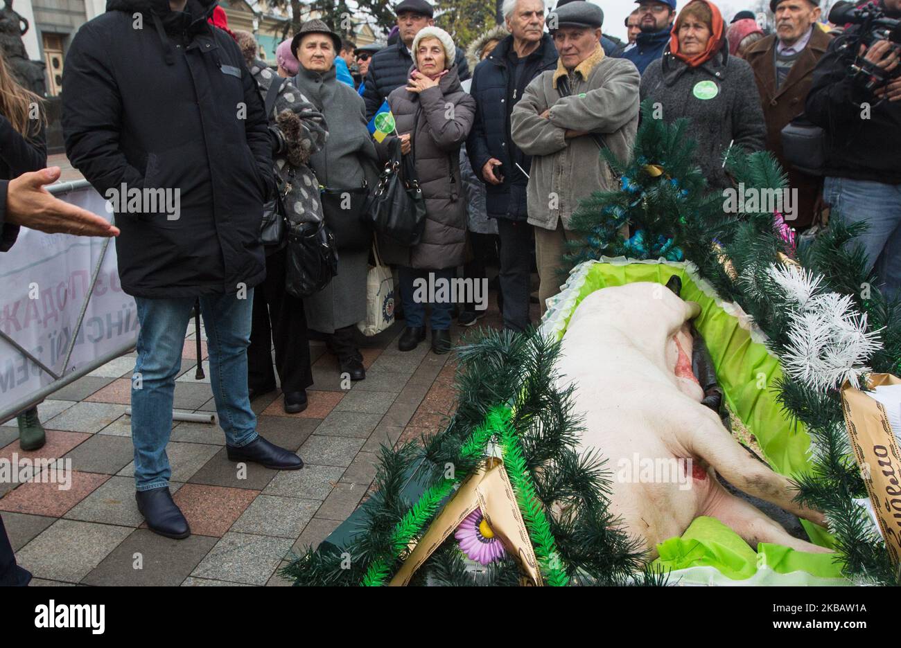 Protesters set up a coffin with a dead pig as a symbol of the death of the agricultural sector as a few hundred people protest against the eventual adoption of the land market bill, in front of Verkhovna Rada in Kyiv, Ukraine, November 13, 2019. A rally held by land market opponents take place near the Ukrainian Parliament building. Ukrainian President Zelensky, in a video address to the nation released on 11 November 2019, said that the issue of farmland sales to foreigners and companies founded by foreigners will be submitted to an all-Ukrainian referendum. The president noted that between t Stock Photo