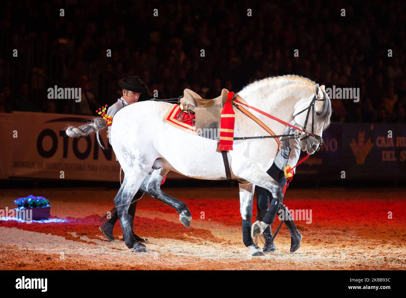 A purebred Spanish horse is seen during the Sicab International Horse Fair on November 19, 2019 in Seville, Spain. Sicab is dedicated exclusively to the purebred Spanish horse. (Photo by David Carbajo/NurPhoto) Stock Photo