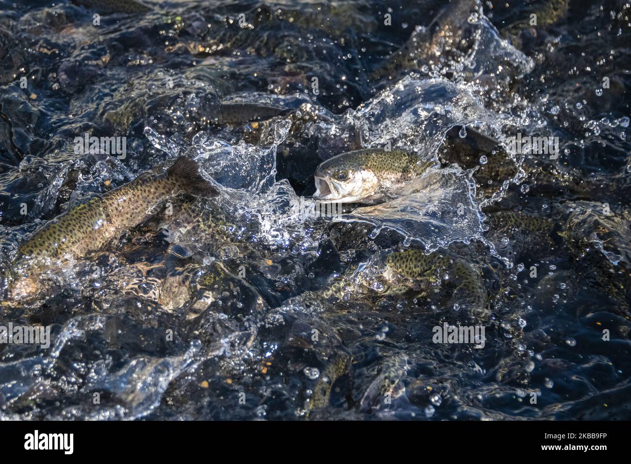 A baby Steelhead trout is fighting for fish food in a pool at the Nimbus Fish Hatchery in Sacramento, California, United States on Sunday, November 17, 2019. The fish hatchery annually produces 4,000,000 Chinook salmon and 430,000 Steelhead trout. (Photo by Yichuan Cao/NurPhoto) Stock Photo