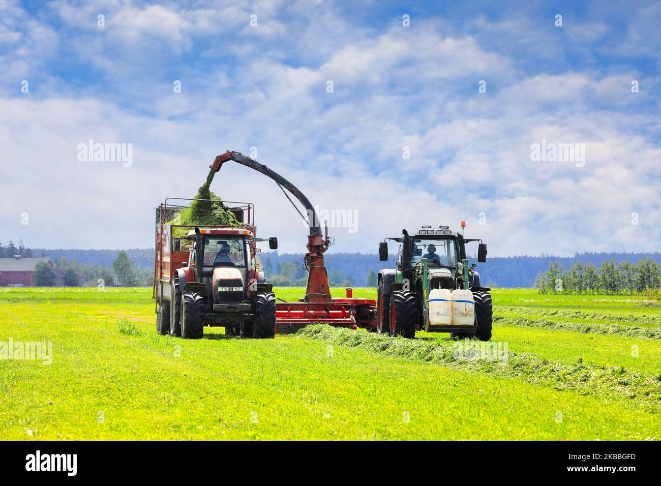 Two tractors in field harvesting grass with forage harvester for dairy