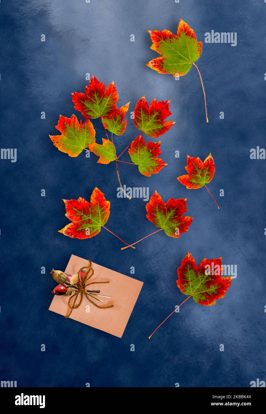 Colorful red and green autumn maple leaves on dark blue background. Envelope with dried flowers and a bow. Stock Photo