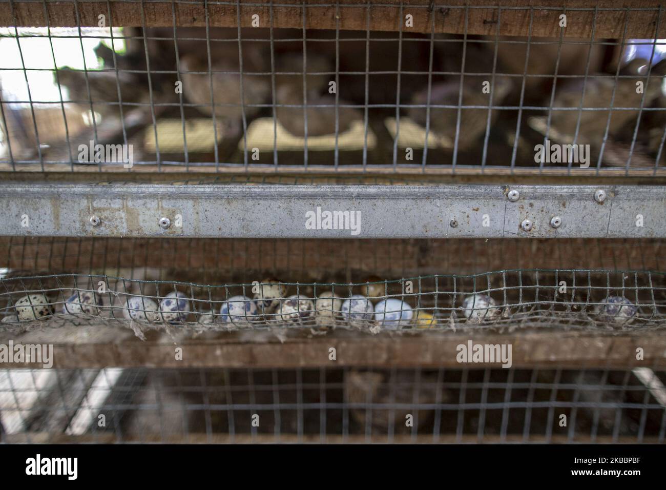 View of Quail Farming at Bandung City Food and Agriculture Service farm