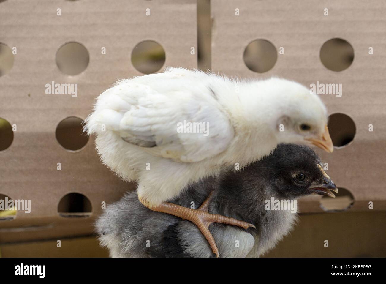 Bandung, West Java, 27 November 2019 : Thousands of Chicks were distributed at School in Bandung, one of the school for the program is at 46 Junior High School in Bandung. The program were the idea from Bandung Mayor : Oded Muhammad in purpose to give school students learning about enterpreneurship and also part of building character. The distribution were processed by Bandung City Food and Agriculture Service . Arround 2000 chicks were planned to distribute to school arround Bandung City. (Photo by Donal Husni/NurPhoto) Stock Photo