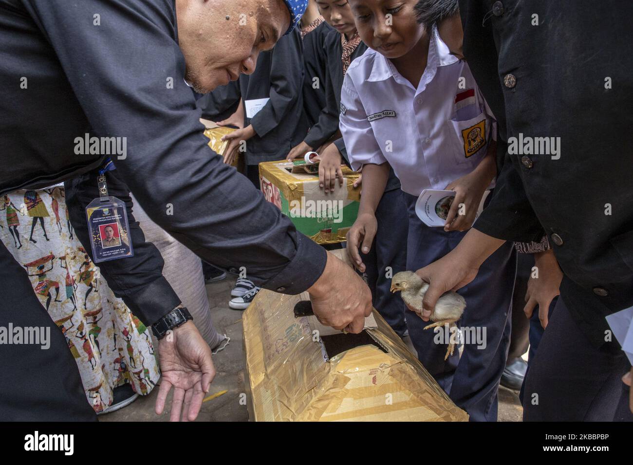 Bandung, West Java, 27 November 2019 : Thousands of Chicks were ...