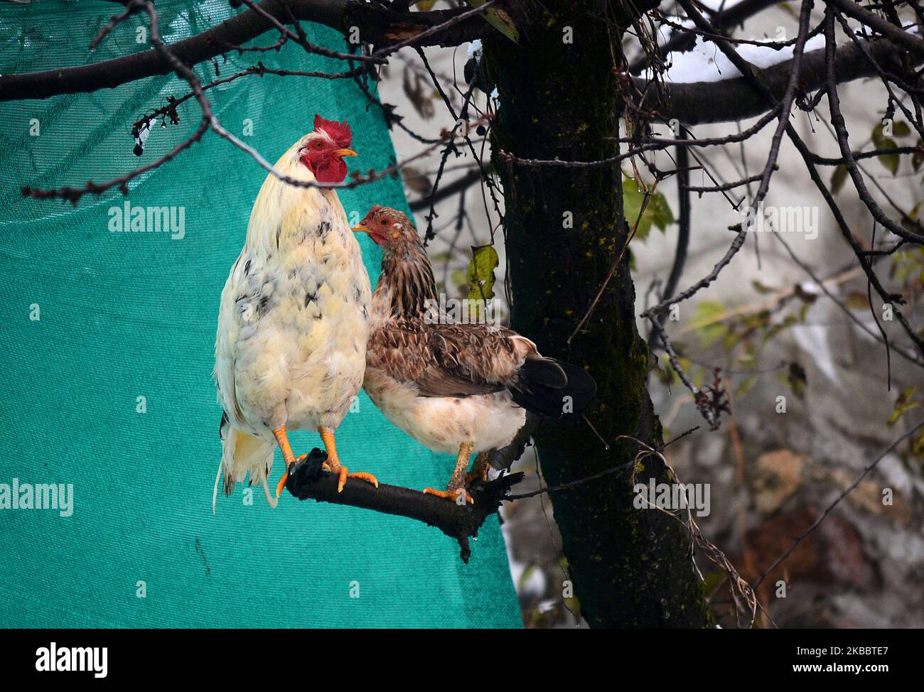 A rooster rests on the tree branch after a fresh spell of snowfall on the outskirts of Srinagar, Kashmir on November 28, 2019. The preparations by the nomadic tribe is in full swing for the upcoming harsh winter season across the Kashmir. Uncertainty continues across Kashmir valley after India revoked Article 370 of its constitution which granted Kashmir autonomy. (Photo by Faisal Khan/NurPhoto) Stock Photo