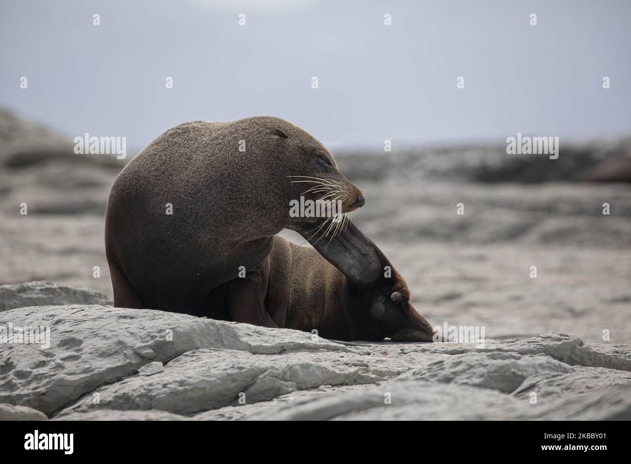 A New Zealand fur seal rest at the Kaikoura Seal Colony in Kaikoura