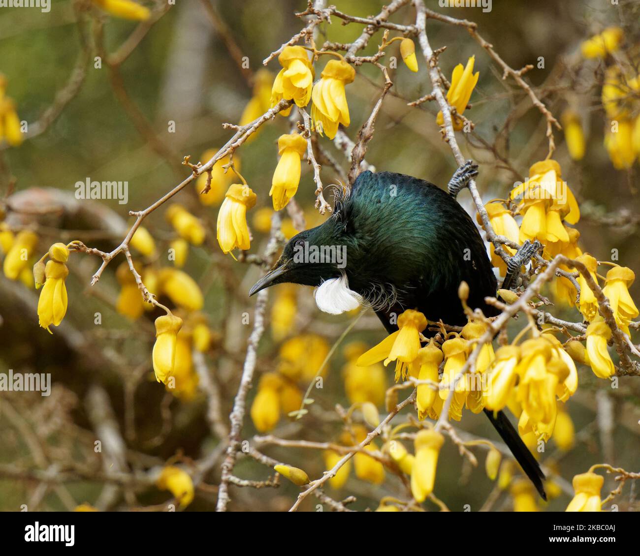 Tui, endemic passerine bird of Aotearoa / New Zealand, feeding on kowhai tree flower nectar. The flower stamen depositing yellow pollen on its head. Stock Photo