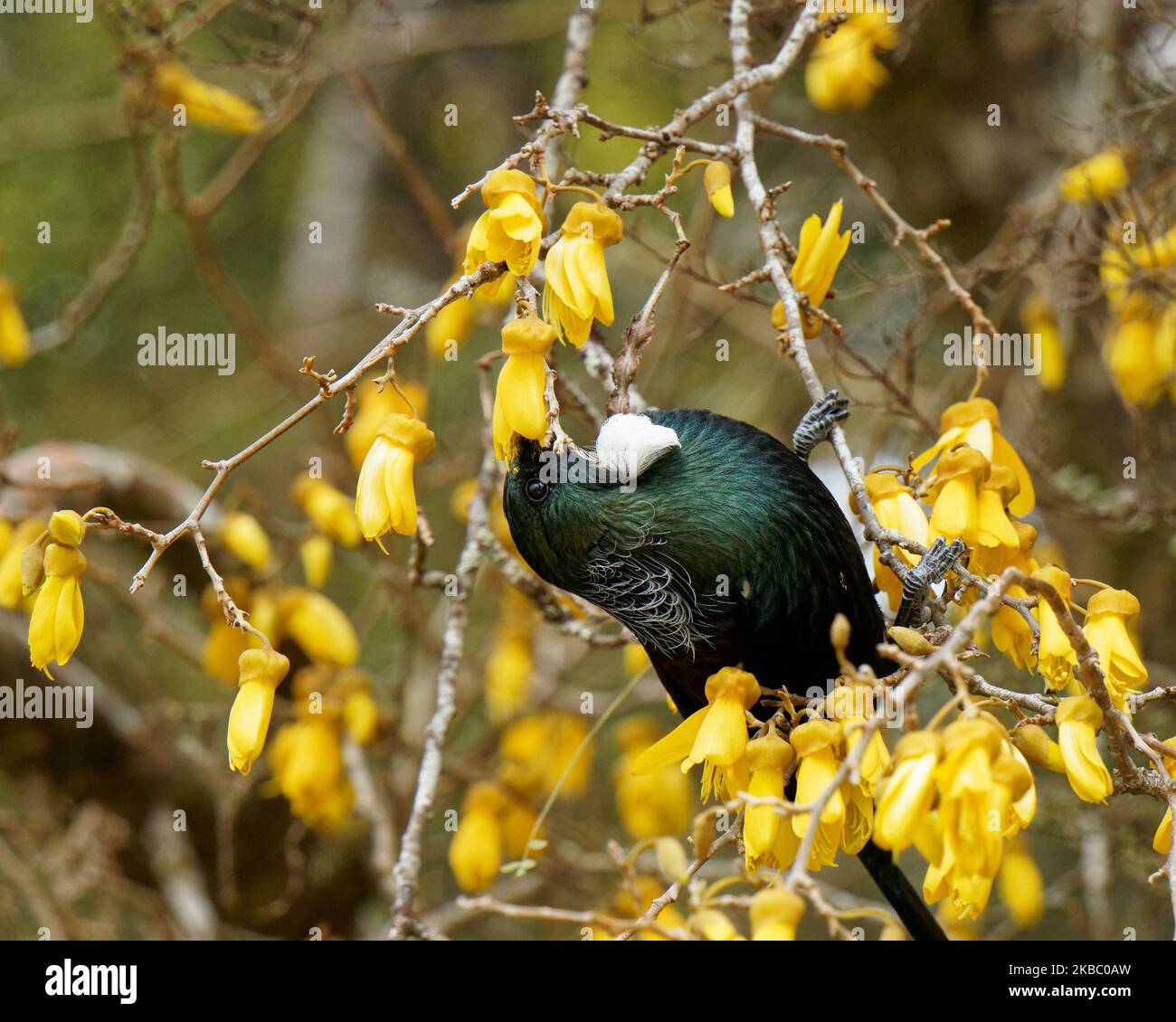 Tui, endemic passerine bird of Aotearoa / New Zealand, feeding on kowhai tree flower nectar. The flower stamen depositing yellow pollen on its head. Stock Photo