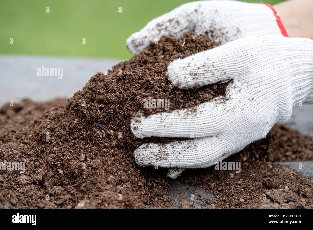 Hand holding peat moss organic matter improve soil for agriculture organic  plant growing, ecology concept. Stock Photo
