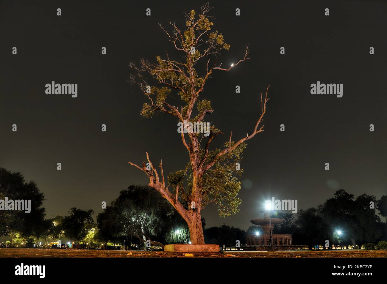 Half moon is seen through the brances of a tree in New Delhi, India on 02 December 2019 (Photo by Nasir Kachroo/NurPhoto) Stock Photo