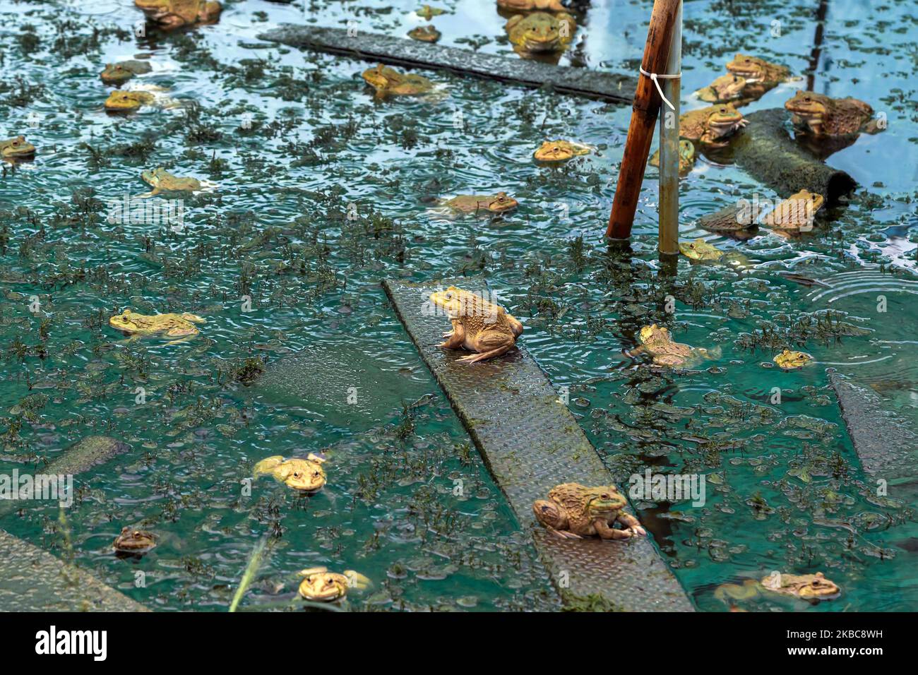 Frogs farm for agriculture at house. Cultivation of frogs with water
