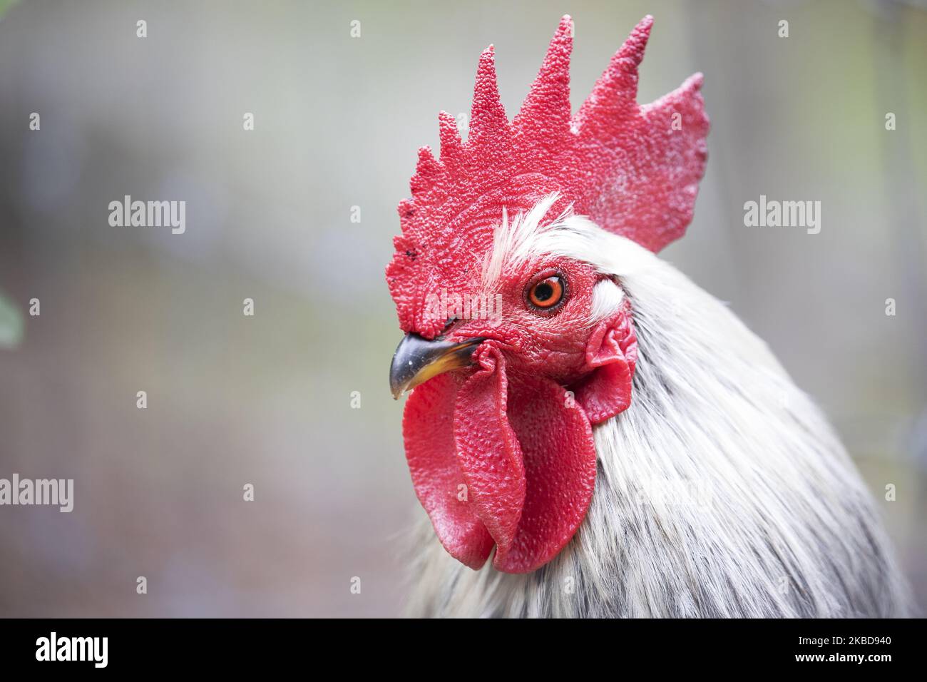 A chicken is seen at Willowbank Wildlife Reserve in Christchurch, New