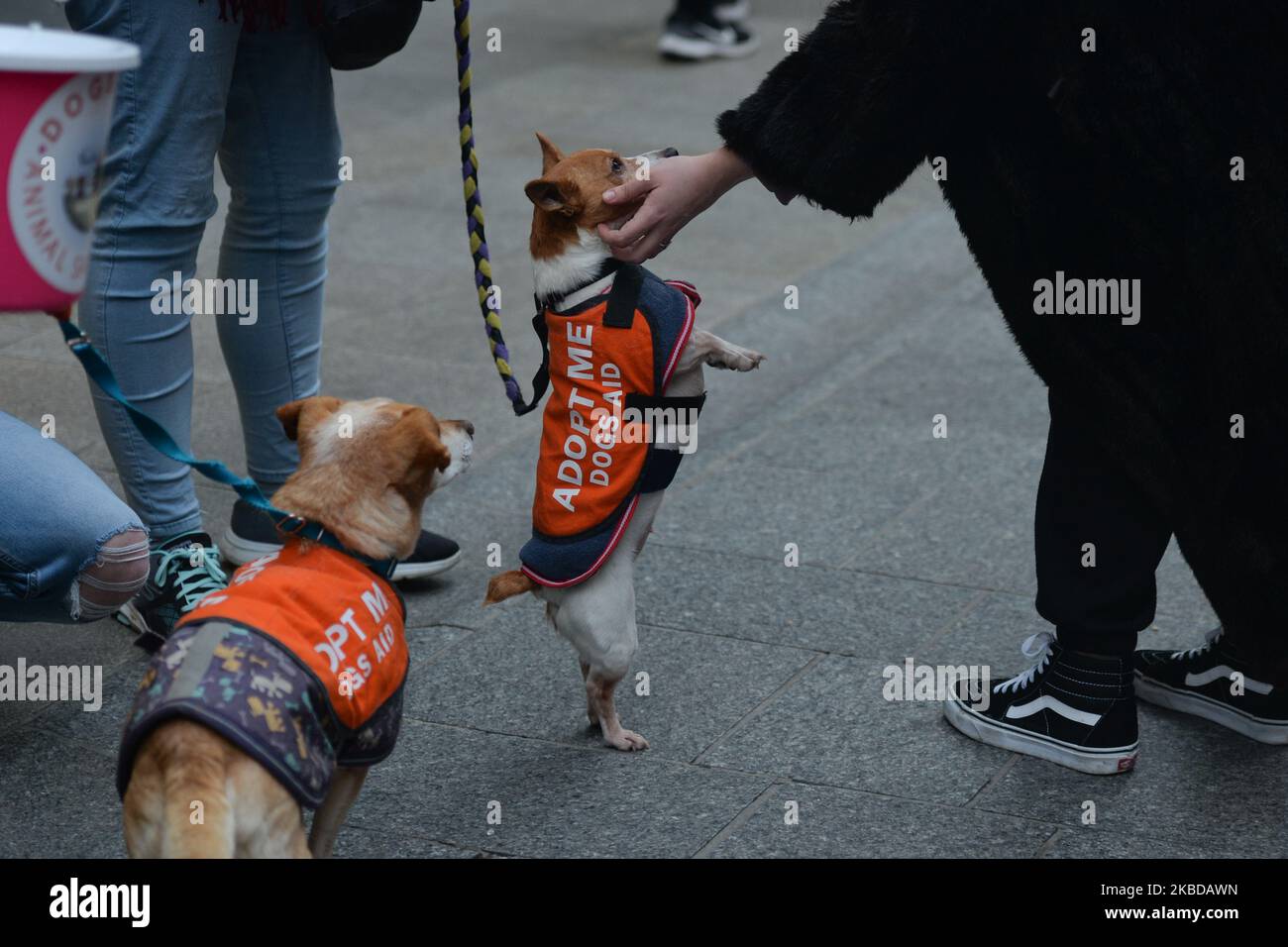 Members of Dog Rescue & Rehoming Charity 'Adopt Me Dogs Aid' and their