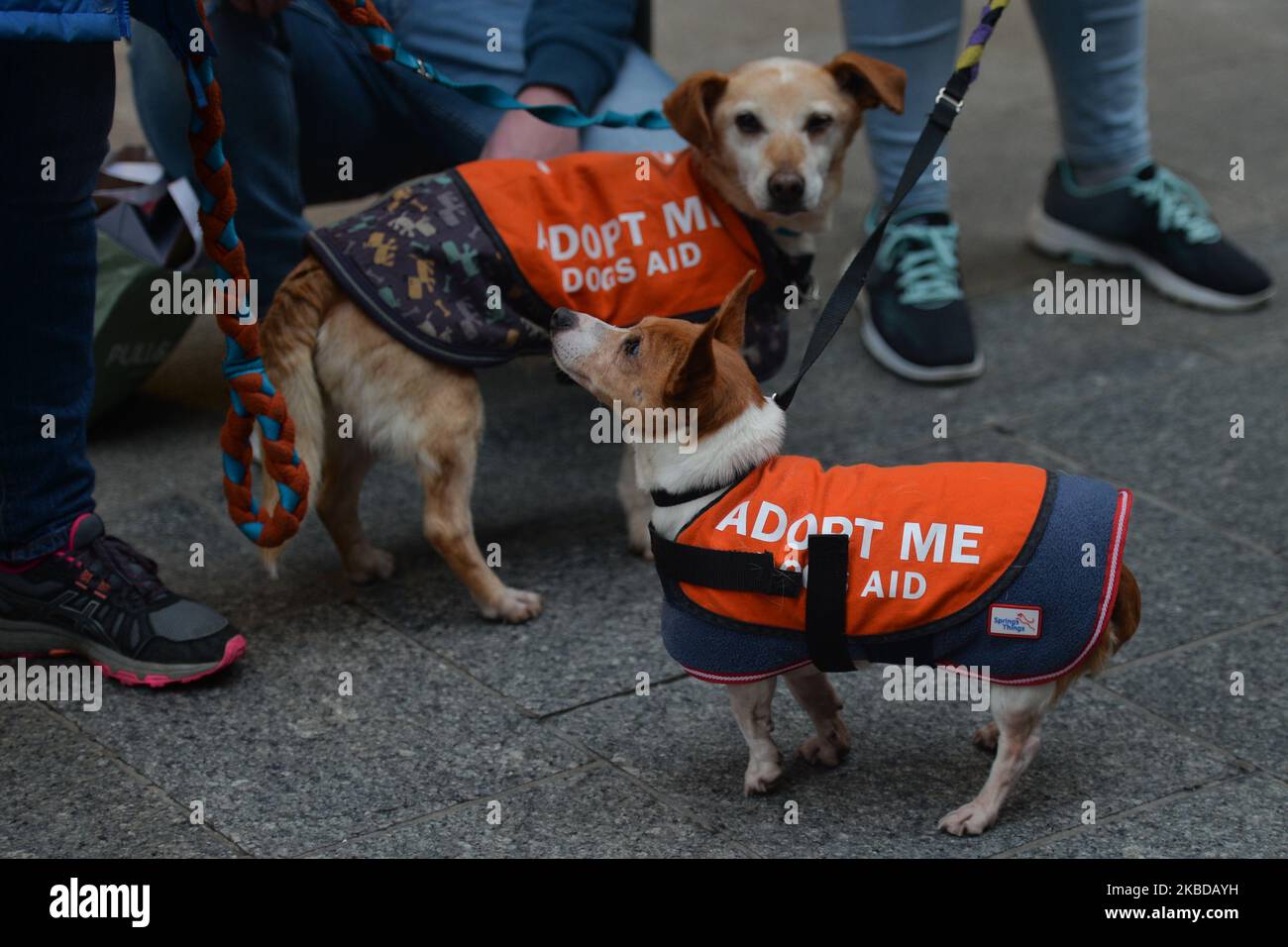 Members of Dog Rescue & Rehoming Charity 'Adopt Me Dogs Aid' and their