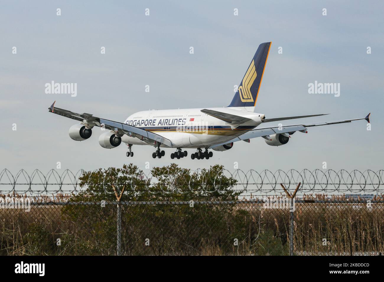 Singapore Airlines Airbus A380, specifically A380-841 aircraft as seen on final approach landing at New York JFK, John F. Kennedy International Airport on 14 November 2019. The wide-body, double-decker long haul airplane has the registration 9V-SKJ and is powered by 4x RR ( Rolls Royce ) jet engines. Singapore SQ, SIA is the flag carrier airline of Singapore, with a base in its hub Changi Airport SIN WSSS, a member of Star Alliance aviation alliance. The airline has been awarded by Skytrax as Best Airline of the World. (Photo by Nicolas Economou/NurPhoto) Stock Photo