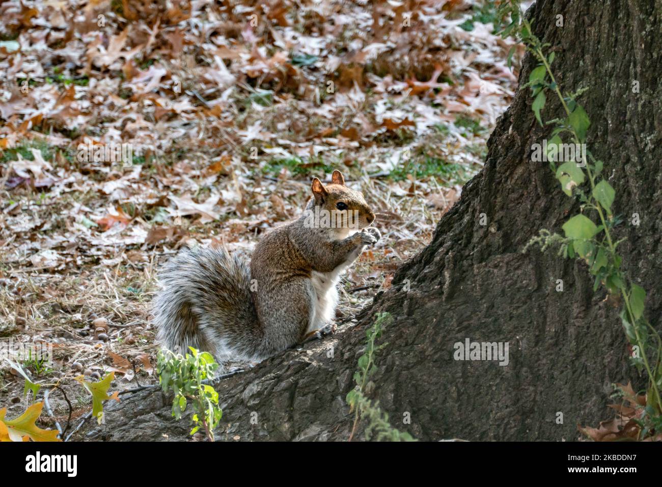 Close Up Of A Squirrel In Central Park In Manhattan, New York City. The ...