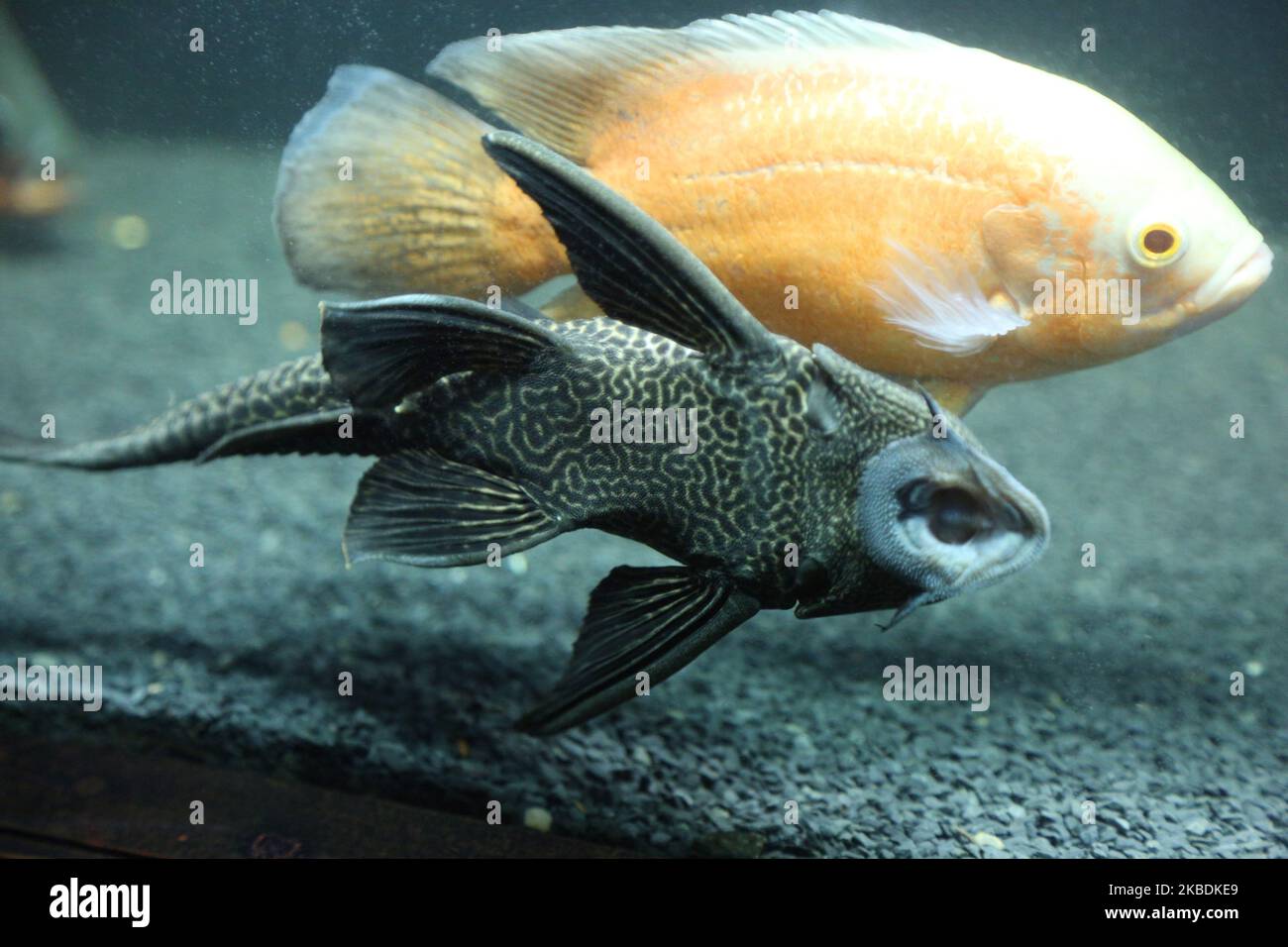 Exotic tropical fish at the Trivandrum Aquarium in Thiruvananthapuram
