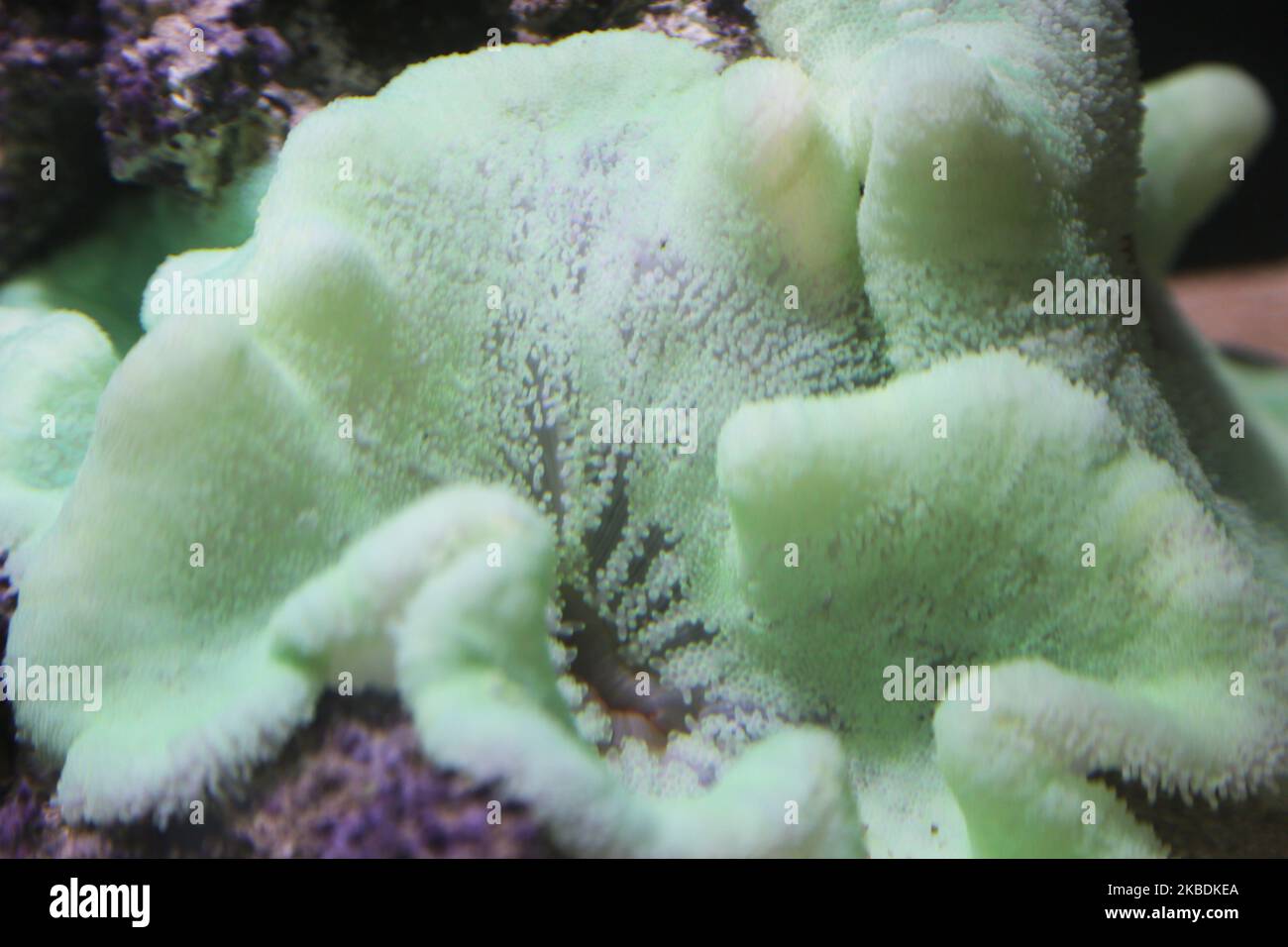 Trivandrum aquarium hires stock photography and images Alamy