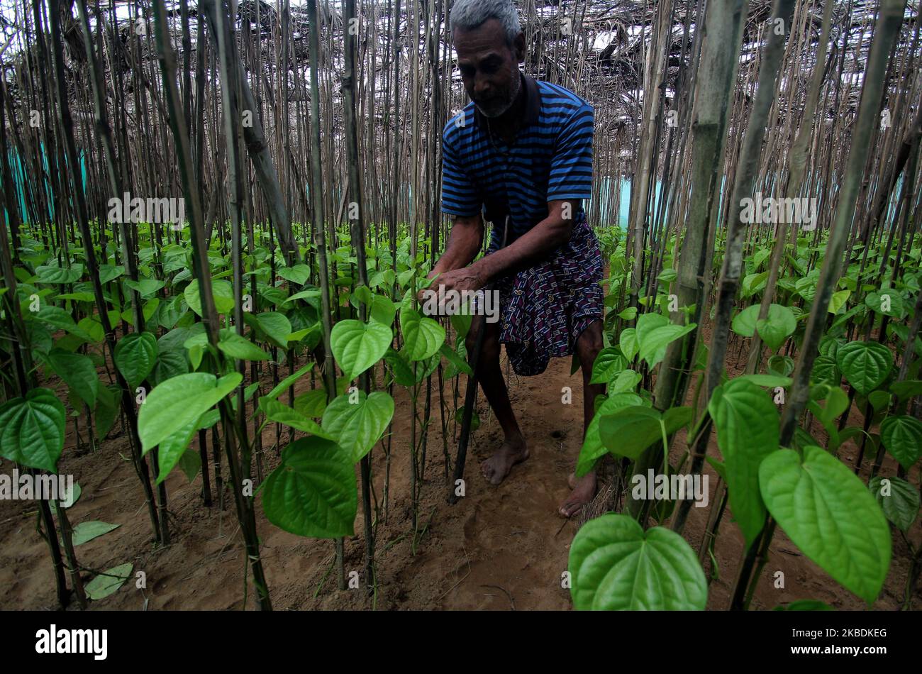Villagers are seen at their bettle leaf farm as they collects bettle leafs at Nuagaon village in Jagatsinghpur district, 120 km away from the eastern Indian state Odisha's capital city Bhubaneswar. (Photo by STR/NurPhoto) Stock Photo