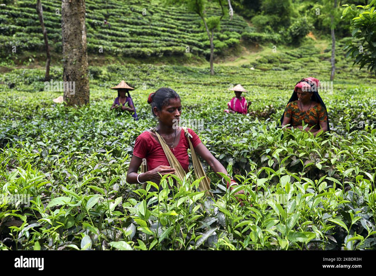 Woman plucking tea leaves from a tea garden at Sylhet Bangladesh on May 26, 2019. Tea Plucking is a specialized skill. Two leaves and a bud need to be plucked in order to get the best taste and profitability. The calculation of daily wage is 75tk(1$) for plucking at least 22-23 kg leaves per day for a worker. The area of Sylhet has over 150 gardens including three of the largest tea gardens in the world both in area and production. Nearly 300,000 workers are employed on the tea estates of which over 75% are women but they are passing their lives as a slave. (Photo by Kazi Salahuddin Razu/NurPh Stock Photo