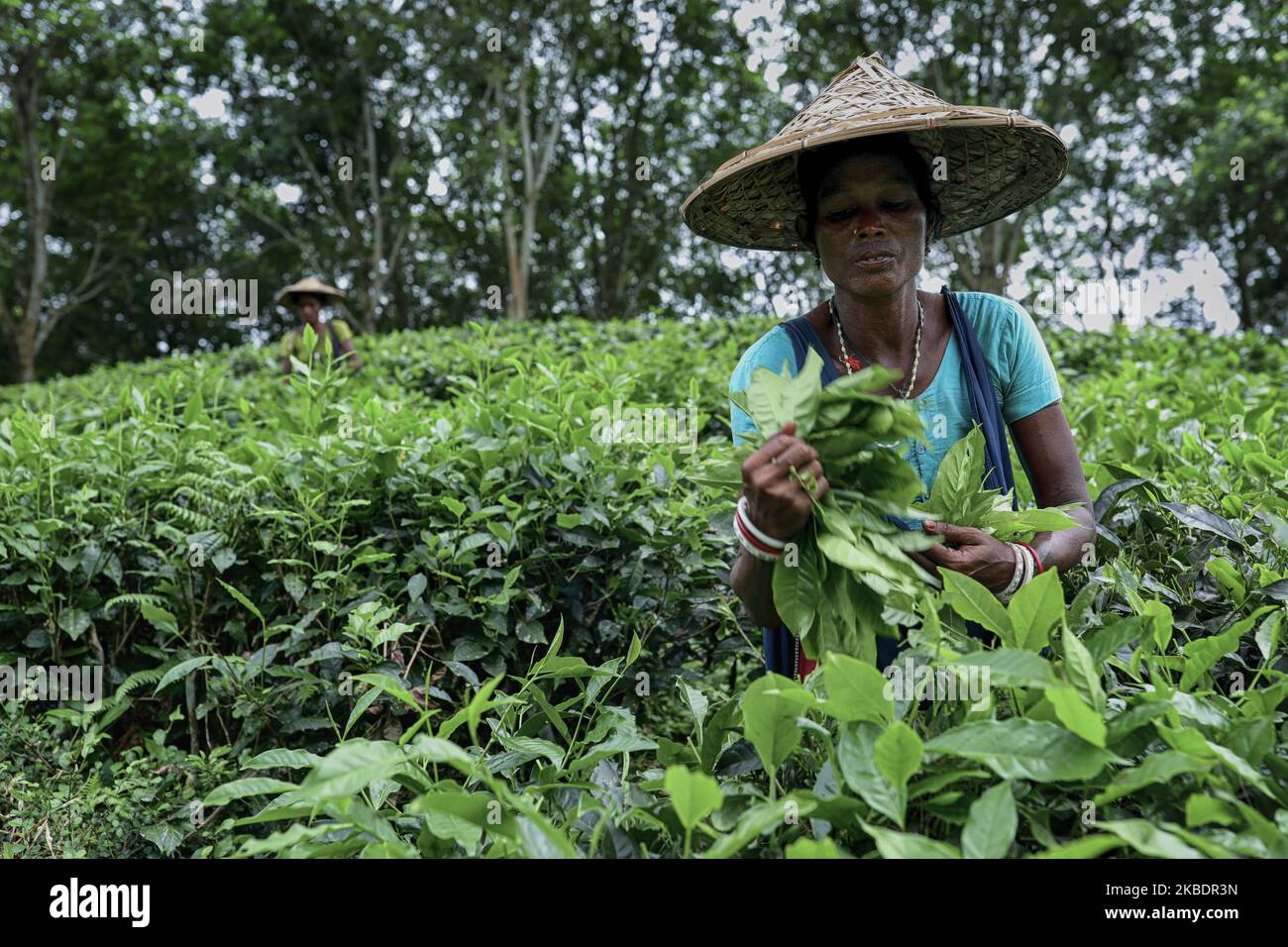 Woman plucking tea leaves from a tea garden at Sylhet Bangladesh on May 26, 2019. Tea Plucking is a specialized skill. Two leaves and a bud need to be plucked in order to get the best taste and profitability. The calculation of daily wage is 75tk(1$) for plucking at least 22-23 kg leaves per day for a worker. The area of Sylhet has over 150 gardens including three of the largest tea gardens in the world both in area and production. Nearly 300,000 workers are employed on the tea estates of which over 75% are women but they are passing their lives as a slave. (Photo by Kazi Salahuddin Razu/NurPh Stock Photo
